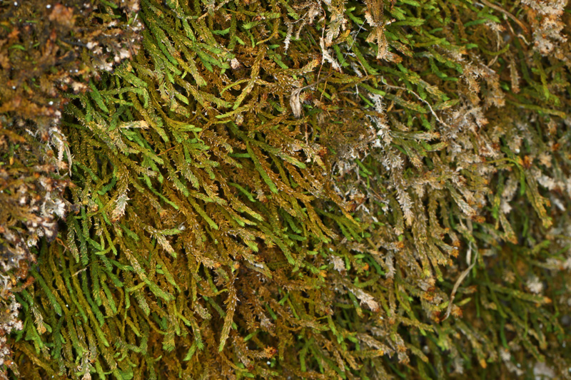 Anomodon viticulosus